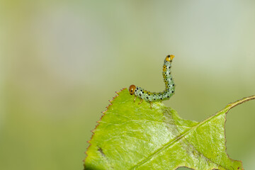 caterpillars on rose leaves