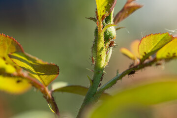 aphid on a rose, a parasite