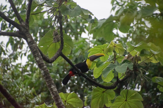 Toucan is resting on a branch in Costa Rica.