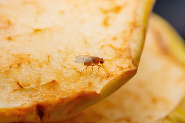 Tropical Fruit Fly Drosophila Diptera Parasite Insect Pest Spreading Disease on Ripe Fruit Vegetable Macro