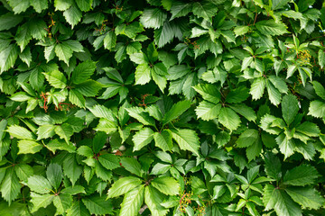 background of maiden grape leaves