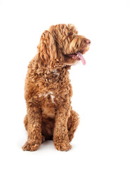 Isolated dog sitting with tongue out while looking to the side. Side profile of cute relaxed female Labradoodle dog with pink tongue sticking out and visible teeth. Selective focus on dog head.
