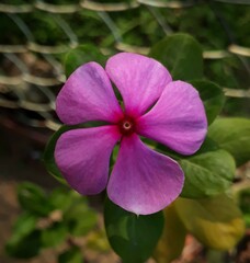 Madagascar periwinkle rose, close up of a beautiful periwinkle flower