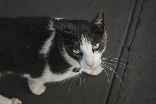 Overhead Shot Of A Black And White Cat Looking Up With Its Green Eyes