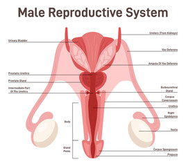 Male reproductive system. Healthy human internal organs. Testis, penis