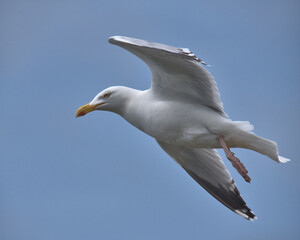 European herring gull in flight with blue sky background