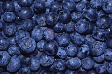 Close up view of freshly picked blueberries toned blue