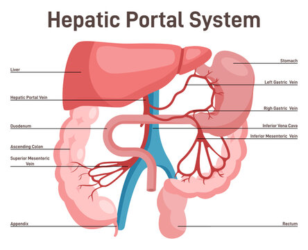 Hepatic portal system. Anatomy of human liver and blood vessels