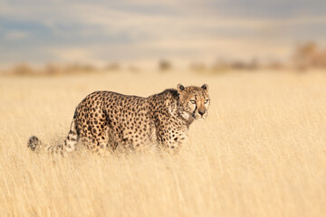 Cheetah walking in dry grass of the Kalahari desert, Kgalagadi Transfrontier Park, South Africa