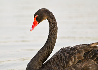 Obraz premium Black Swan and Ducks in the Lake