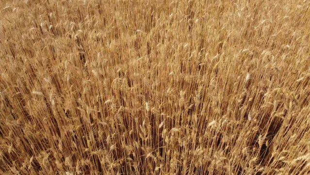 Golden yellow wheat field organic agriculture cultivation