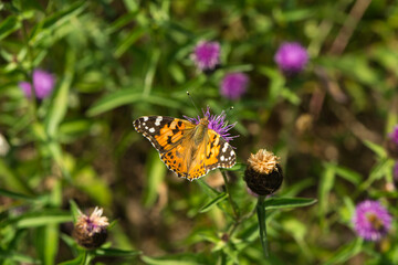 a butterfly on a blossom
