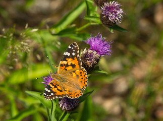a butterfly on a blossom