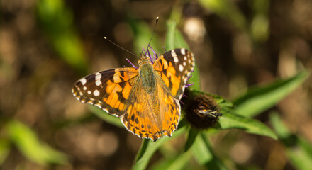a butterfly on a blossom