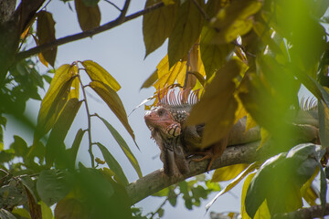 Iguanas are native to tropical areas of Mexico, Central America, South America.