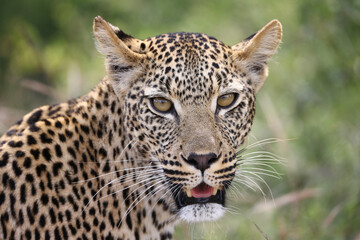 Fototapeta na wymiar Leopard looking at camera