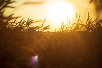 Ukrainian wheat field at sunset .
wheat