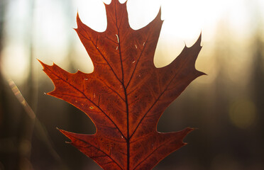 Fototapeta premium red maple leaf