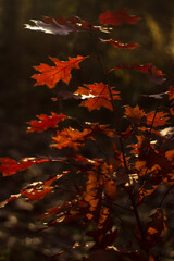 red maple leaves
A young tree in autumn