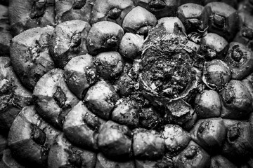 Grayscale macro of a pine cone