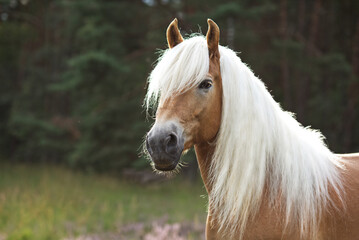 Haflingerportrait 