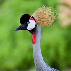 Beautiful Grey Crowned Crane 