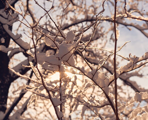 Snow covered branches in winter. Winter is a beautiful time of year.	