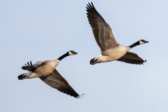 Low Angle Shot Of Two Canadian Geese With Open Wings Flying Against Blue Sky Background