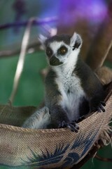 Fototapeta premium Vertical shot of a ring-tailed lemur sitting in a hammock behind glass