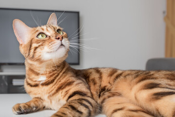 The red tabby cat lies on the coffee table in the room.