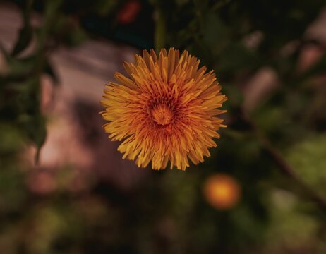 Closeup shot of a dandelion flower with a blurry background