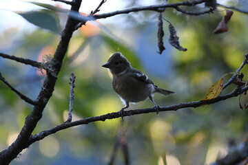 Obraz premium pinzon comum