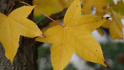 Liquidambar leaves between yellow and gold, autumn has arrived.