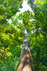 Fototapeta premium Nature green forest with big trees and sky on top