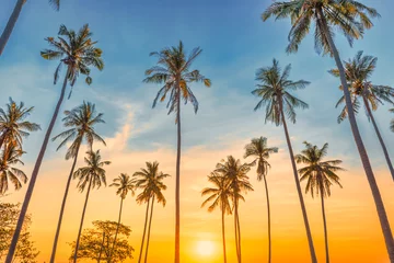 Rolgordijnen Sunset with palm trees with sunset sky, landscape of palms on island © Pavlo Vakhrushev