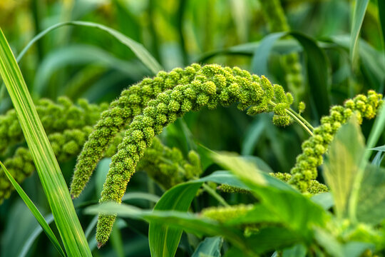 Green ears of grain in the fields