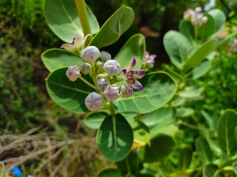 Beautiful Shot Of Safed Aak Flowers Ayurvedic Medicinal