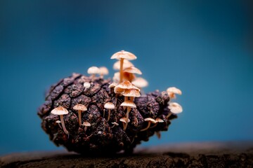 Close-up shot of small honey funguses growing inside of a pine cone