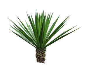Agave plant isolated on white background.This has clipping path.