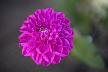 Einzelne Dahliie (Dahlia) Nahaufnahme