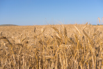Ears of wheat on the field. Wheat field