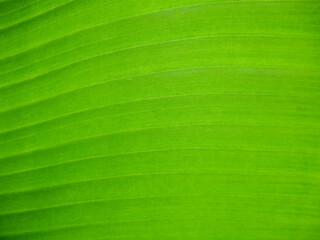 green leaf texture