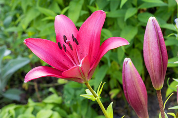 Summer flowering crimson lily with unopened buds in the garden.