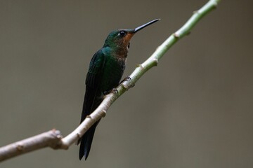 Fototapeta premium Closeup shot of a hummingbird perched on a branch