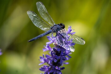Macro shot of a dragonfly on purple flowers in a garden