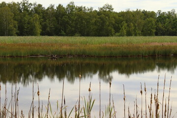 pond with reeds and forest in the background