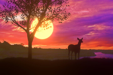 Fototapeta na wymiar Silhouette deer standing nearly big tree with beautiful sunset twilight sky background