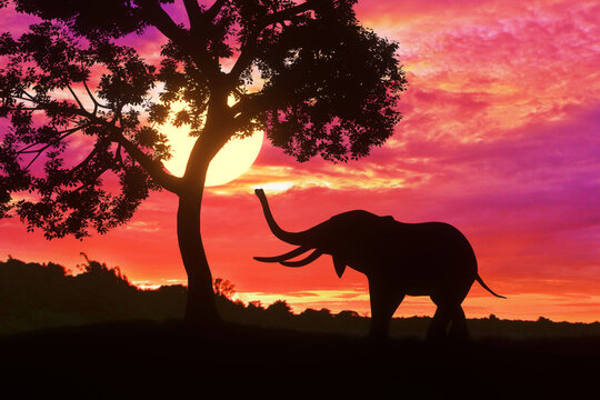 Silhouette elephant standing nearly big tree with beautiful sunset twilight sky background