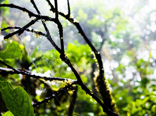 reed cloth between two branches in the forest