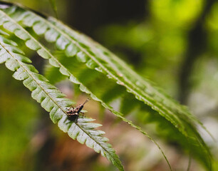 cricket perched on a plant leaf